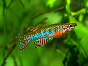 13 Most Popular Types of Killifish