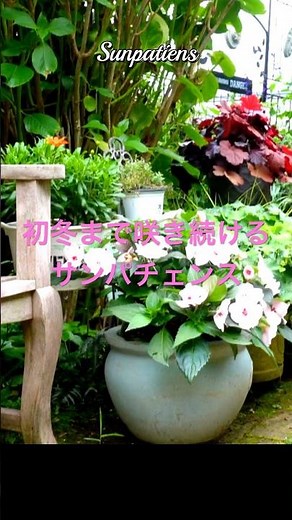 【初冬まで咲き続けるサンパチェンス】#サンパチェンス#インパチェンス