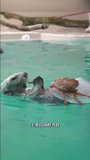When sea otter pups sleep, their mothers hold them in their arms. Newborn sea otter pups can't sw...