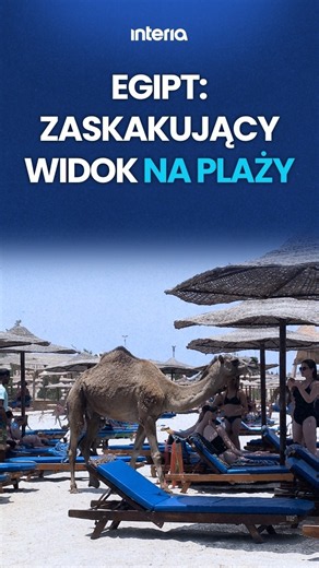 NIECODZIENNY GOŚĆ NA PLAŻY W EGIPCIE