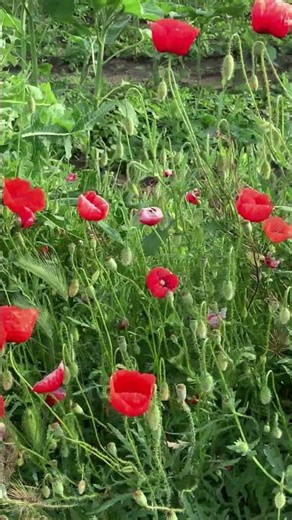 Dancing Red Poppies in the Summer Breeze 🌺 #NatureRelaxation #poppyfield