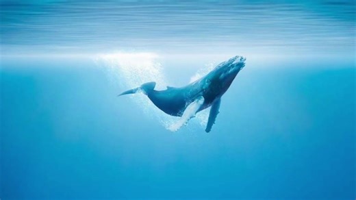 鲸鱼 大海声 冥想 纯音乐 治愈（平静·放松）