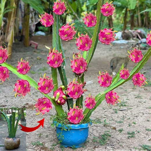 The Secret To Growing Dragon Fruit To Get Amazing Results With The Simplest of Methods | Tree Garden