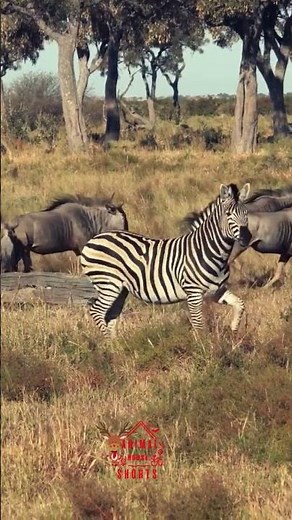 Zebra Sounds | Zebra Run Sound