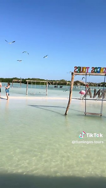 Flamingos Tours Chuburná on TikTok