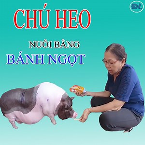 10M views · 66K reactions | Tin chú heo đến từ kiếp trước, chủ cưng chìu hết mực II ĐỘC LẠ BÌNH DƯƠNG #chuheo #doclabinhduong | Độc lạ Bình Dương | Facebook