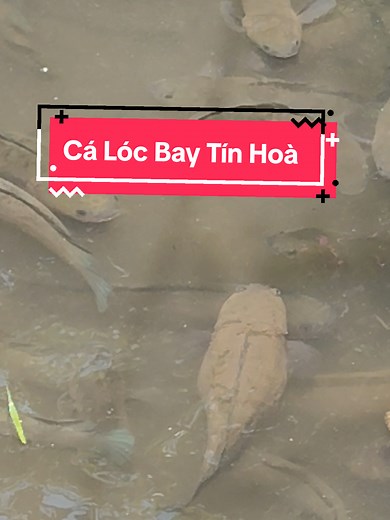 Cá Lóc Bay Tín Hoà | Tour Côn Sơn, Miền Tây — Có bay được không?