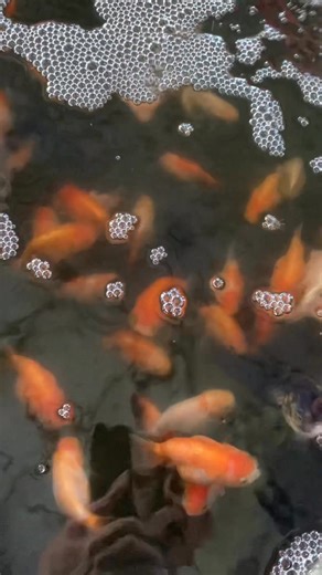 2.6K views · 68 reactions | សូមបងប្អូនមើលកំសាន្តលេង | B BATH KH GAMER | Facebook