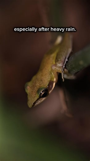 We found this Copper-cheeked Frog and it is a common forest frog found across Southeast Asia, including Singapore! It gets its name from the distinct copper-coloured stripe running from its snout to its cheeks. www.theuntamedpaths.com