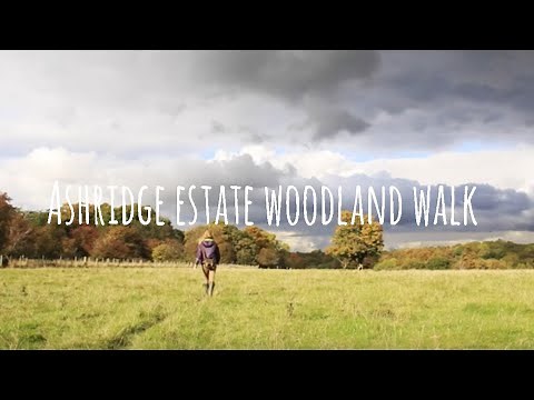 National Trust Ashridge Autumn Estate Walk in Buckinghamshire