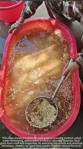 Traditional 🌊 Water Winnowing Grain Method