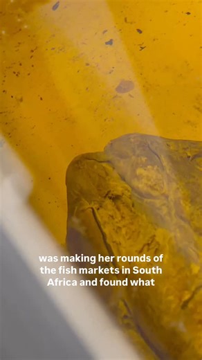 Adam Savage's Tested on Instagram: "At the @amnh #AdamSavage meets a living fossil with an extraordinary story! Department of Ichthyology curatorial associate Ryan Thoni explains."