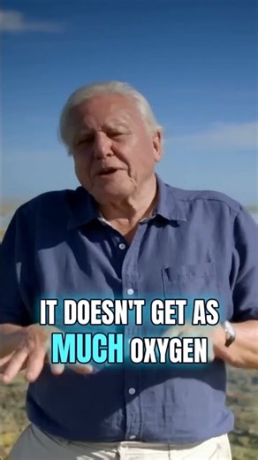 Attenborough and crew film a walking epaulette shark across Great Barrier Reef shallows at low tide.