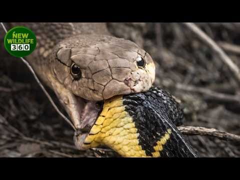 Brutal Moments Of Venomous Snakes Devouring Their Own Kind Are Captured On Camera | animal attacks