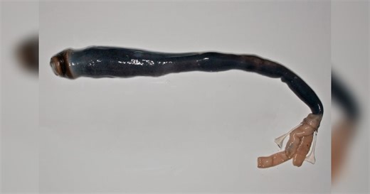 Video: Giant shipworm unearthed in Philippines