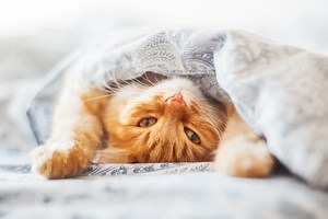 Yes, you should let your cat sleep in your bed with you