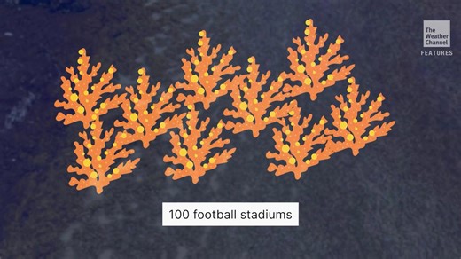 Everything you need to know about sargassum