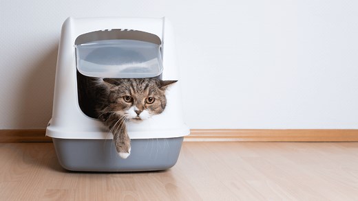 Deine Katze hat Verstopfung - Wie du helfen kannst | Dr. Sam