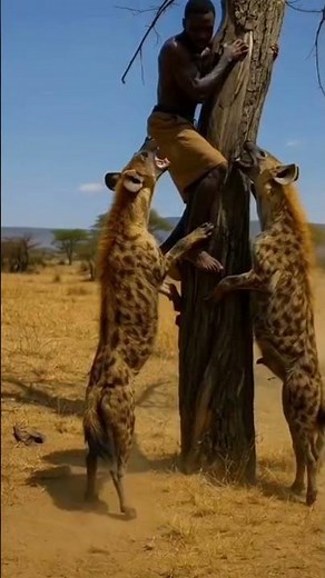 Hyena vs man ♂️ Hyena trying to catch #trending #hyena #wildlife #animals #viral