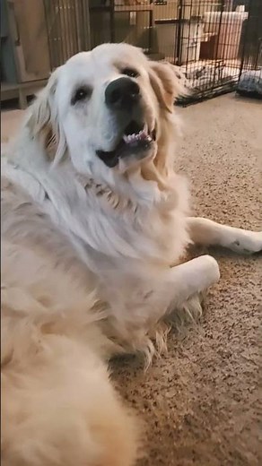 Golden Retriever Great Pyrenees mix Great pet to have