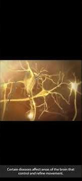 Physiology of muscle contraction