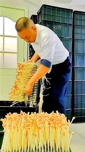 cool way to harvest white chives #shorts