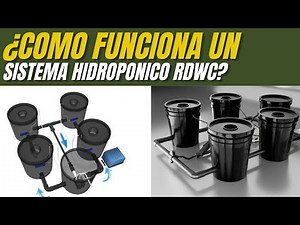 RDWC Hydroponic System! Discover How It Works and Maximize Your Production