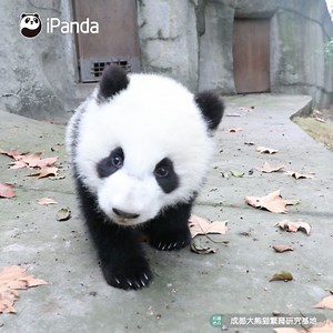 334K views · 52K reactions | - Is this what your girlfriend looks like when she is mad at you? - I will never annoy my girlfriend if she is this cute! #HiPanda #PandaTime | iPanda | Facebook