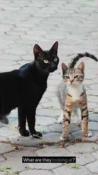The Irresistible World of Cats: A Funny Journey #kidslearning #animals #animalfacts #wildlife