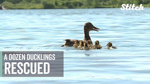 Humans are called in to solve a duckling dilemma. | Very Local