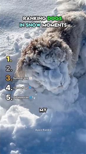 Ranking Dogs In Snow Moments