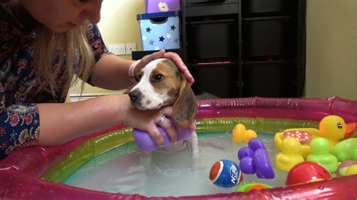 Watch a tiny beagle puppy enjoy her very first bath