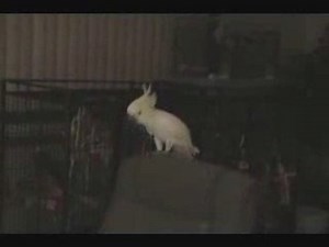 Snowball Dancing Cockatoo