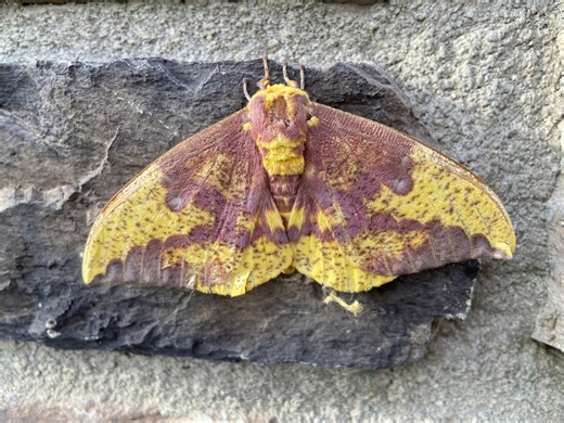 SPOT IT: Eye-catching moth hiding in Ohio