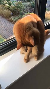 Hello everyone ! Just a reminder that I will be doing a live stream over on the passenger youtube channel at 7pm uk time tonight 🙃 Here is the link https://youtu.be/0VYNrjUmnQw. Best thing to do is subscribe to my channel (if you haven’t already) and also press the little bell icon too - that way you can receive a little notification before it starts ! In the meantime here is my cat charlie waking up from a nap 😍 (why is his meow so high ???) See you in a bit xx | Passenger