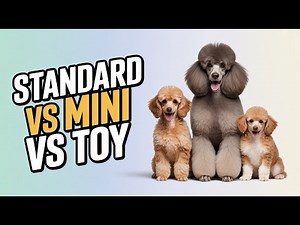 Standard vs Mini vs Toy Poodle – Which One Is Right for You?