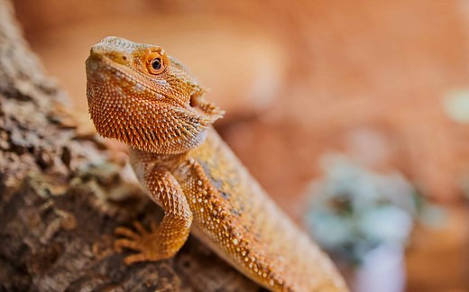 What Can Bearded Dragons Not Eat? 10 Foods To Avoid