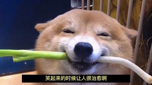 总结了些狗狗品种大全，你想养哪只？这么可爱的狗狗一定要带回家