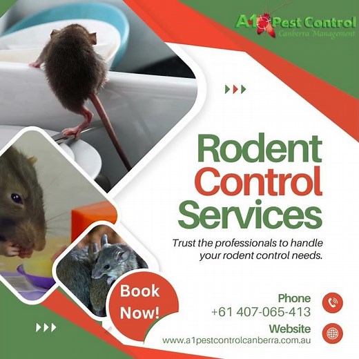 How to Keep Rats Out of Your Home Fast!