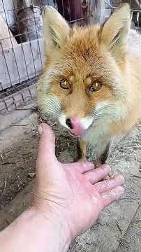 3599. Wild fox Marquise and morning breakfast. #wildfox #animals #shorts