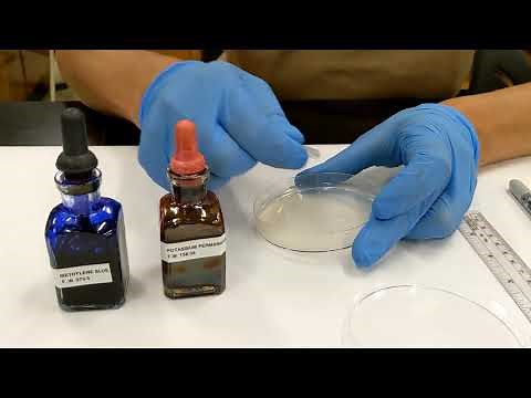 Diffusion in Agar Setup