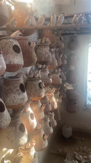 Exploring Java Sparrows in Lahore, Pakistan