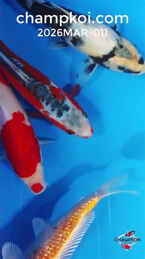 Ogata Doitsu Showa, Shiro Utsuri, Shusui, Ginrin Hariwake, Budo Goromo, Kohaku | For Sale ChampKoi