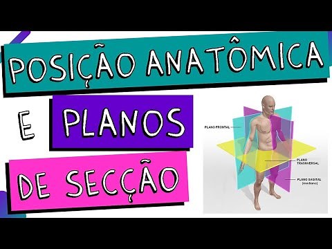 ANATOMICAL POSITION AND SECTION PLANES of the human body - AXIAL, CORONAL AND SAGITTAL