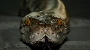 Missing Person Found Inside 16-Foot Python Is 5th Human Eaten By A Snake In Indonesia Since 2017