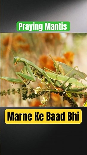 The Mantis That Keeps Mating Even After Death