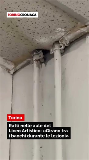 Mice at the Primo State Art High School in Turin