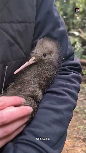 The Kiwi Bird Lays the World’s Biggest Egg Compared to Its Body!