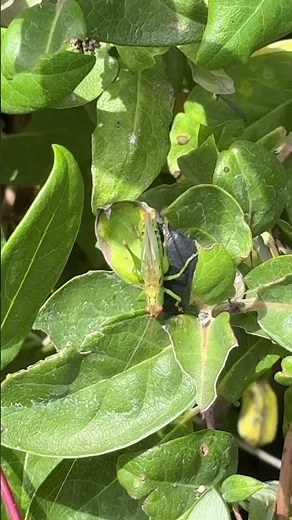 Meet the katydid…..that summer sound you’ve heard your whole life!