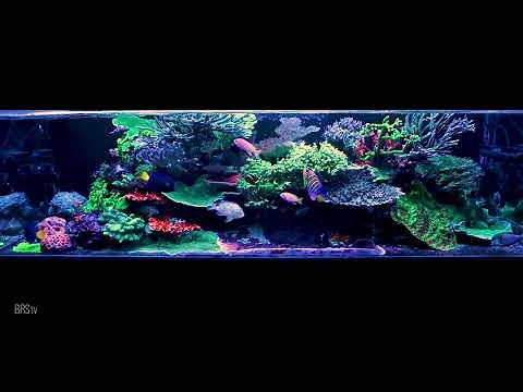 The BRS160 Screensaver: 12hrs of Relaxation With Our Best Saltwater Aquarium in Your Home or TV.